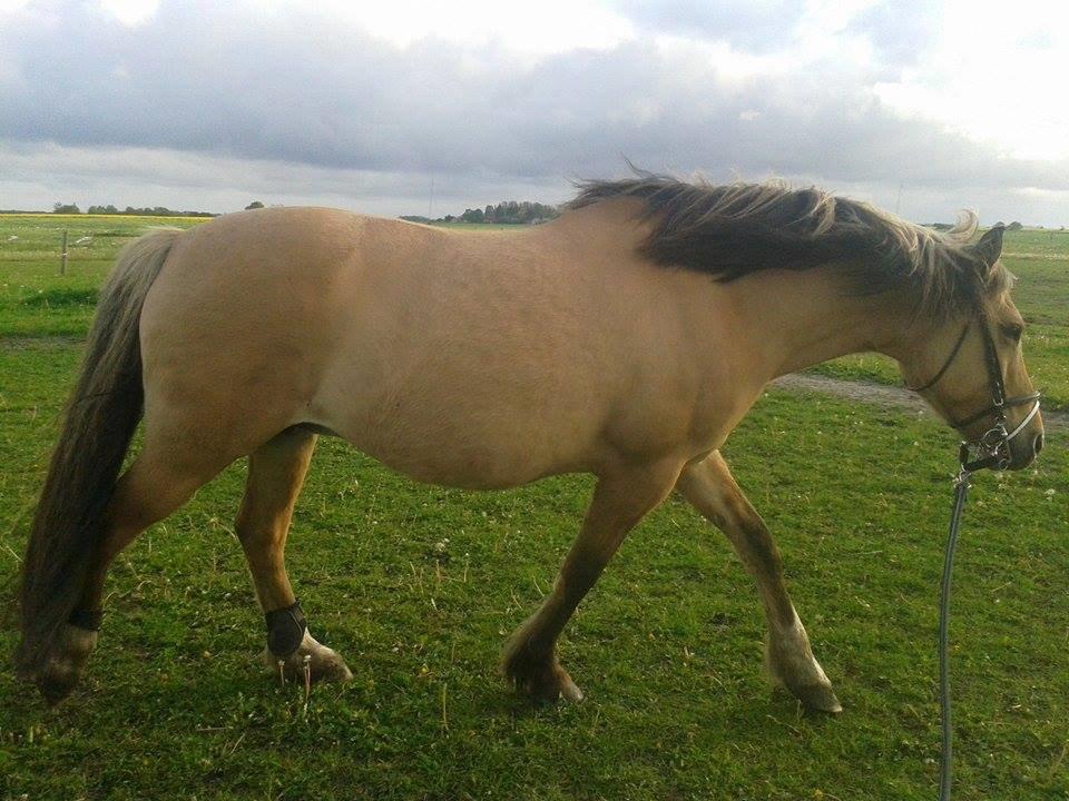 Anden særlig race Luna billede 3