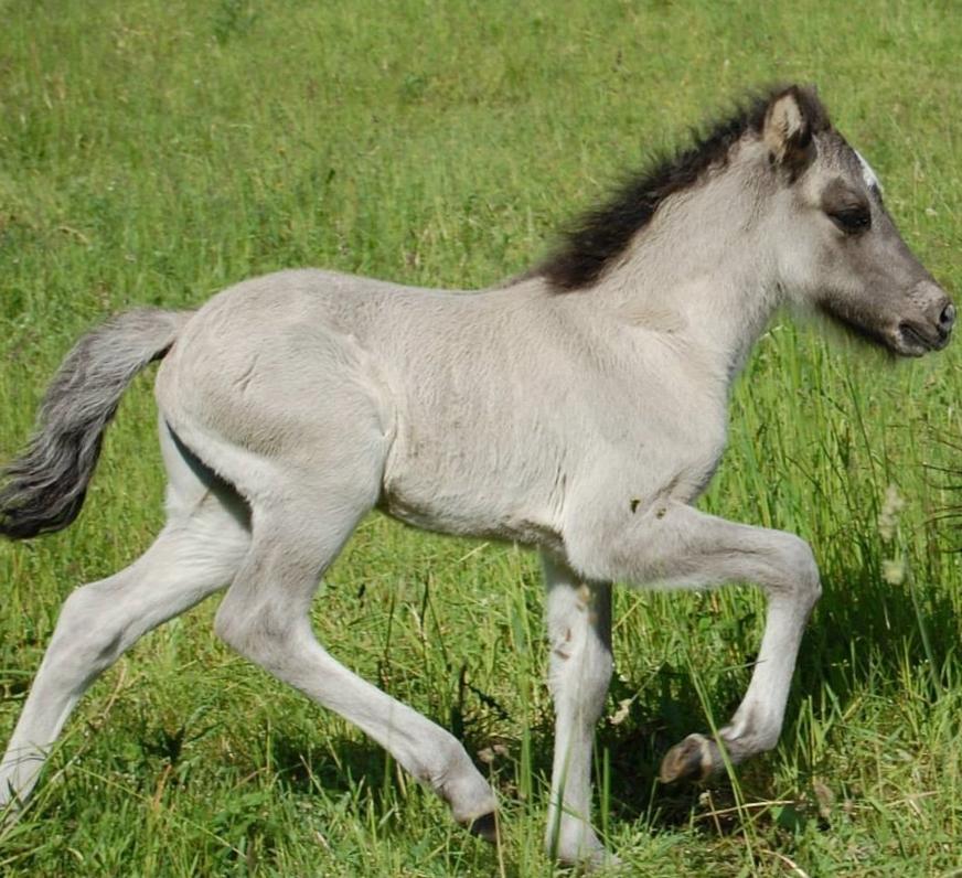 Islænder Perla fra Linå Mark - Tølt som baby ;) billede 10