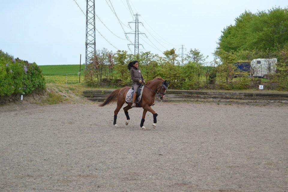 DSP Filur af grønagergård ( Låne pony) billede 19