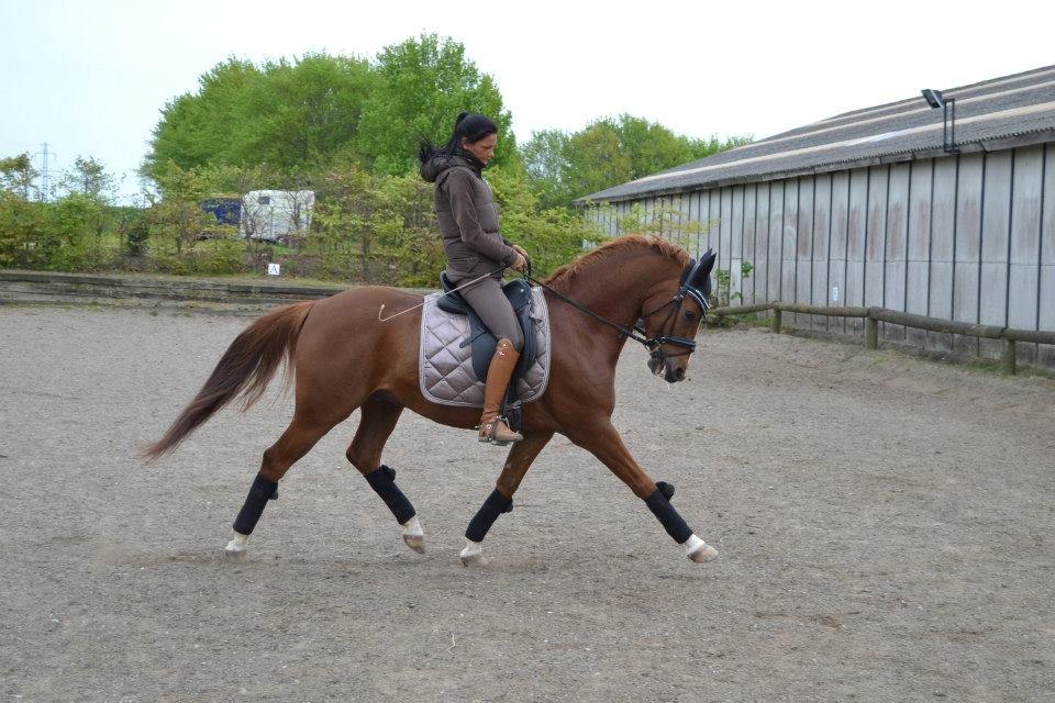 DSP Filur af grønagergård ( Låne pony) billede 6