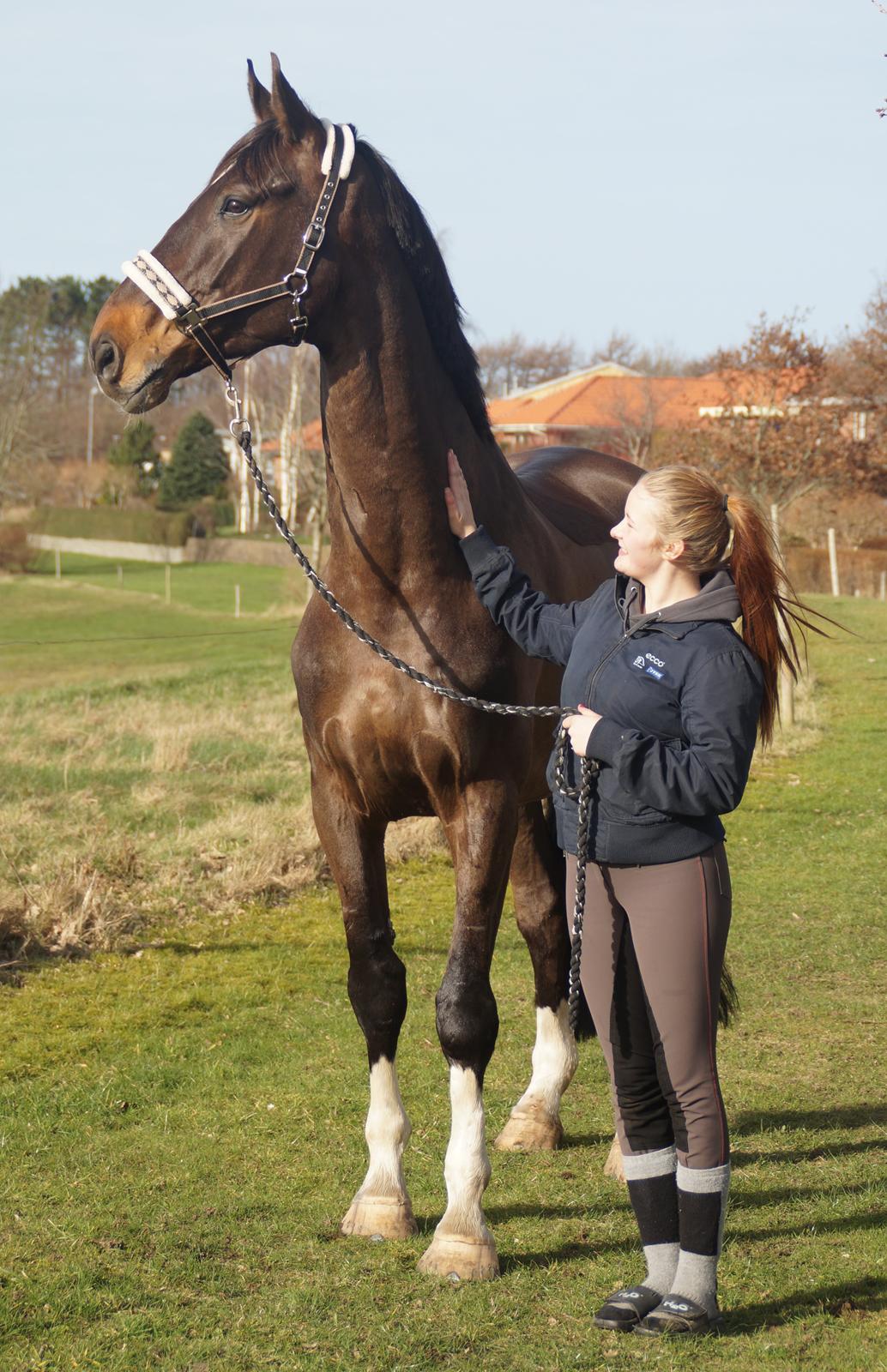 Dansk Varmblod - Laurberggaard's Ludwig - Den bedste måde at skjule frygten for at miste, er bag et smil - så vi smiler videre, selv om vi ved at dagen hvor vores største frygt kan blive til virkelighed, nærmer sig med hastige skridt. billede 25