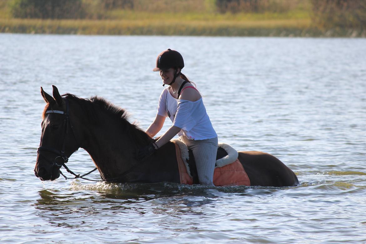 Dansk Varmblod - Laurberggaard's Ludwig - På badetur med Bøffen <3 billede 44