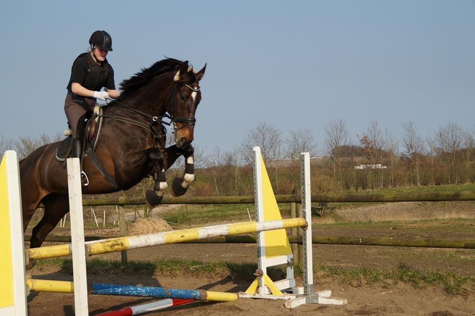 Dansk Varmblod - Laurberggaard's Ludwig - Bøffen vil ikke røre ved bommene. Springkursus ved Esben Olesen billede 46