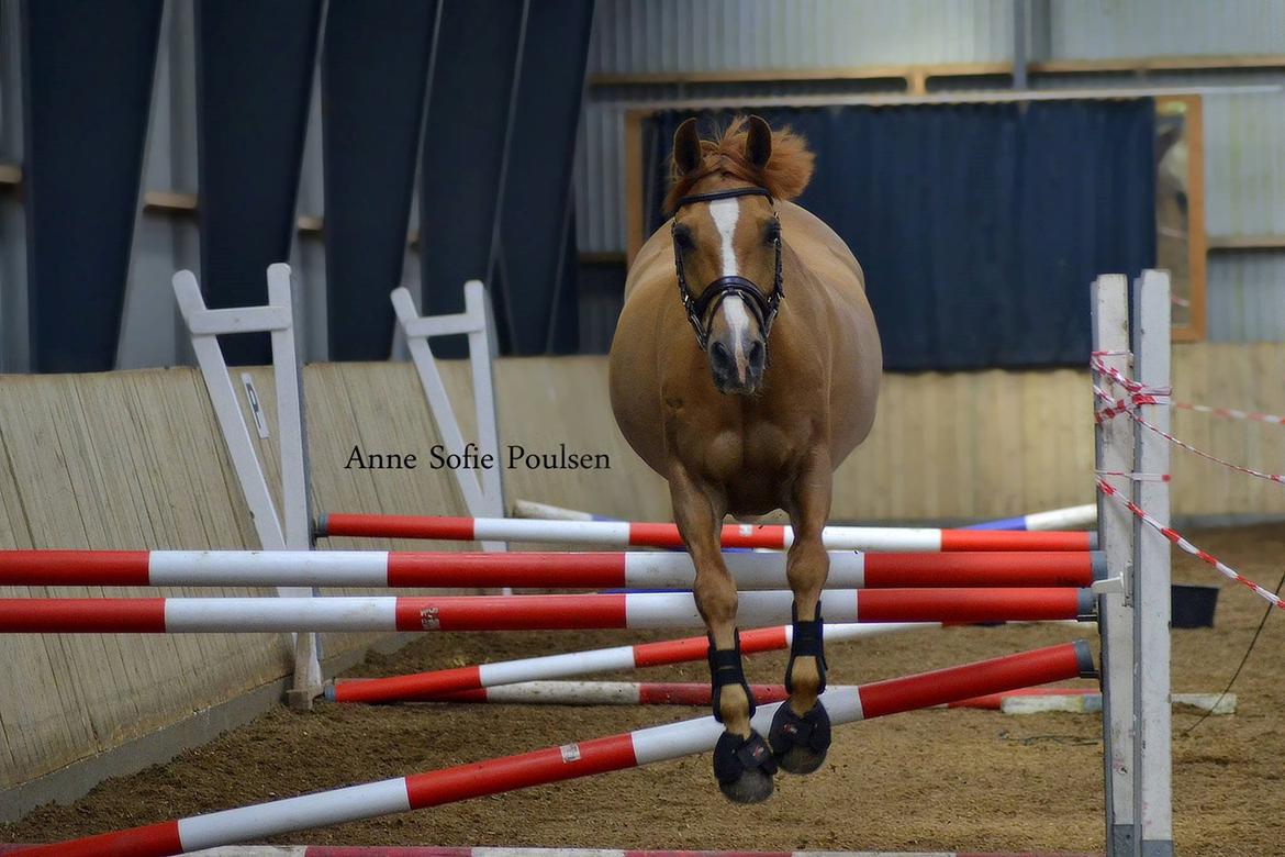 Anden særlig race Calibra - Løsspringning 7/5-14 På ANE. Foto Anne-Sofie billede 16