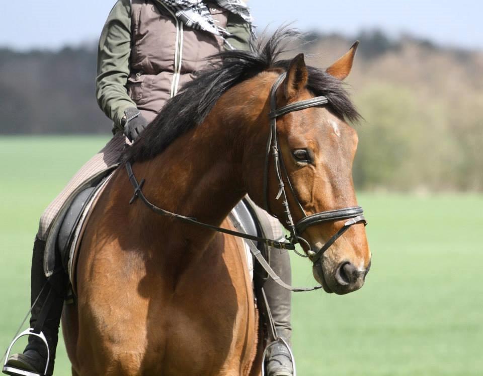 Dansk Varmblod Duras - Taget af Isabella Riis billede 13