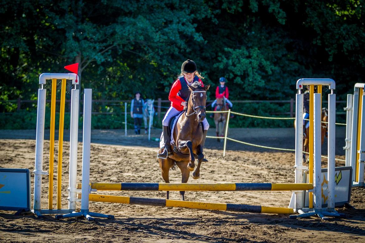 Welsh Pony (sec B) Bjerregaards Katja (Damp-Åse) billede 2