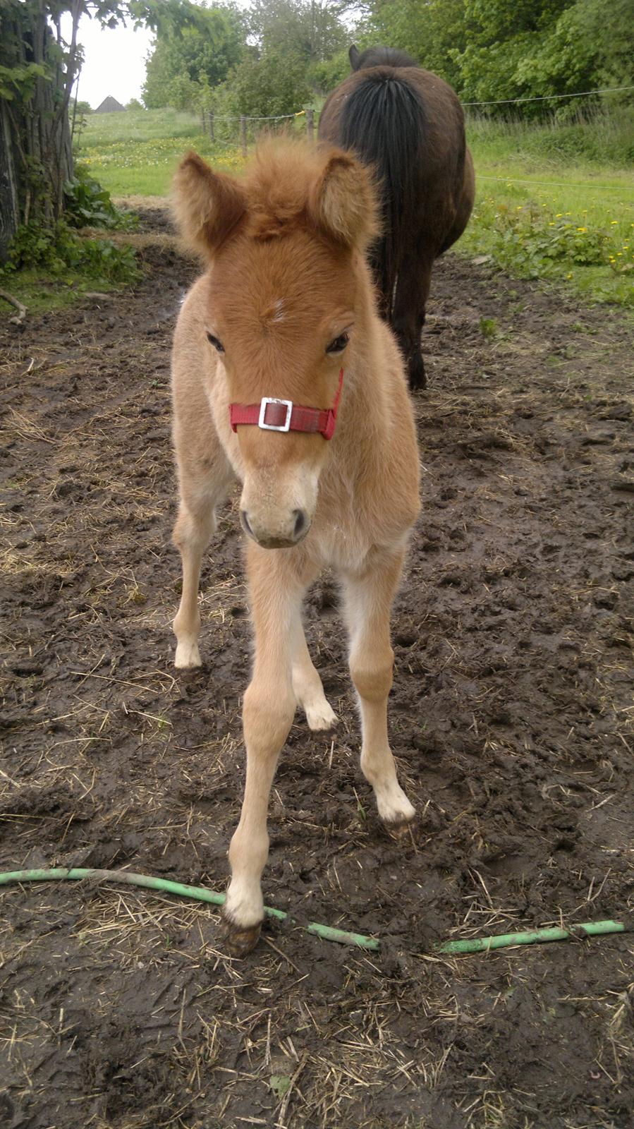 Islænder Písl fra Trekanten billede 1