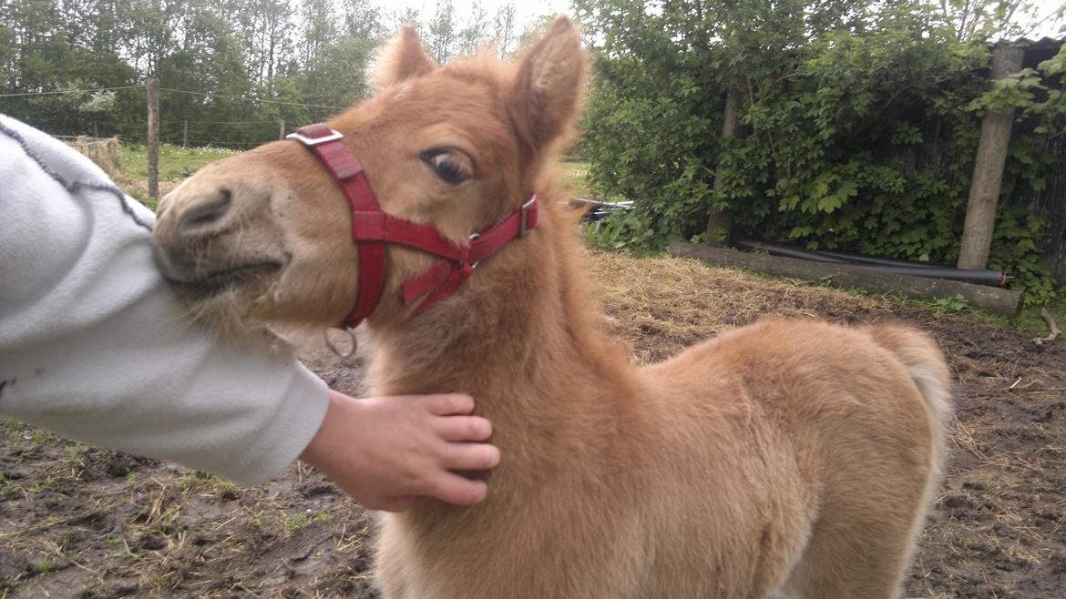 Islænder Písl fra Trekanten billede 2