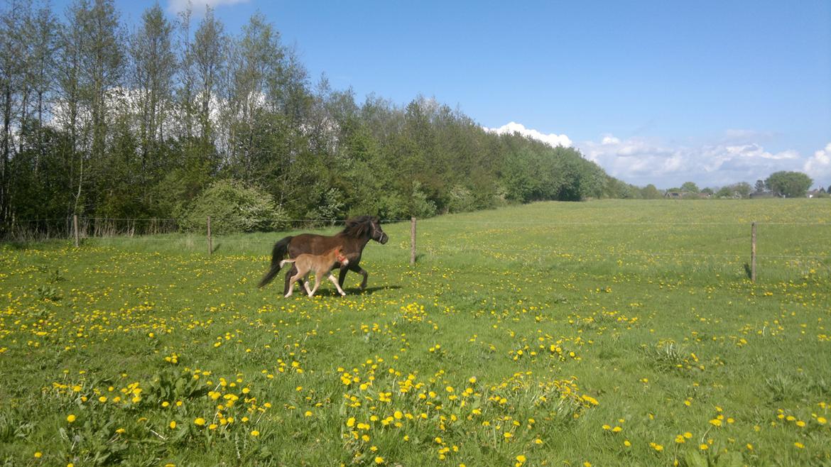 Islænder Písl fra Trekanten billede 3