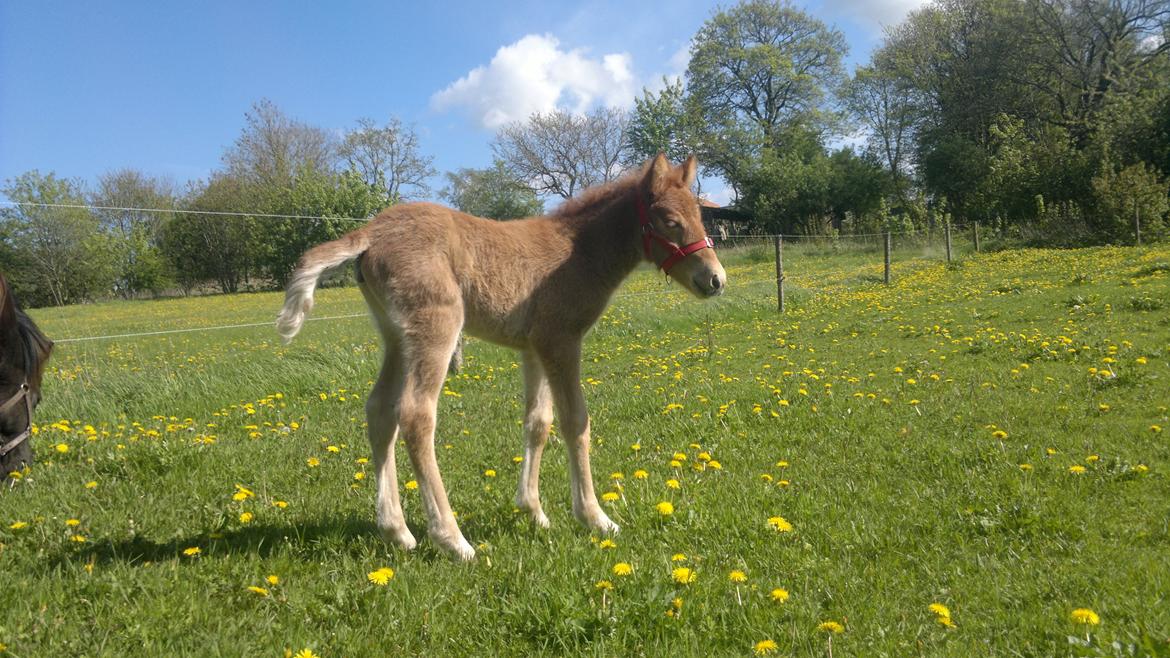 Islænder Písl fra Trekanten billede 4