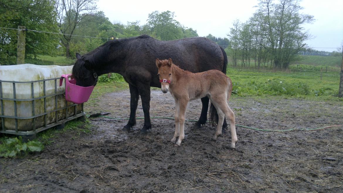 Islænder Písl fra Trekanten billede 5