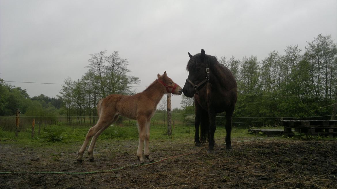Islænder Písl fra Trekanten billede 6