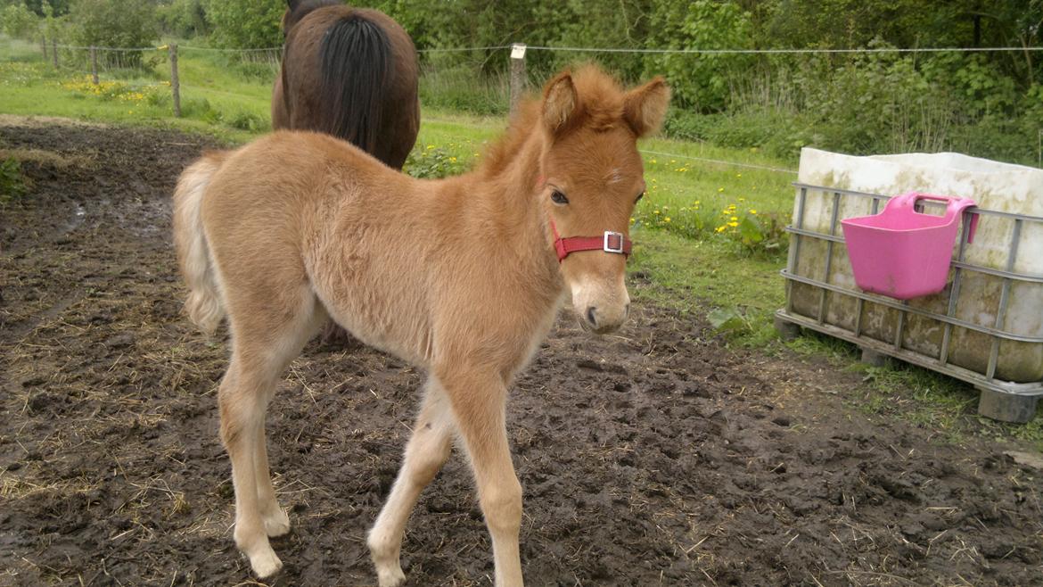 Islænder Písl fra Trekanten billede 7