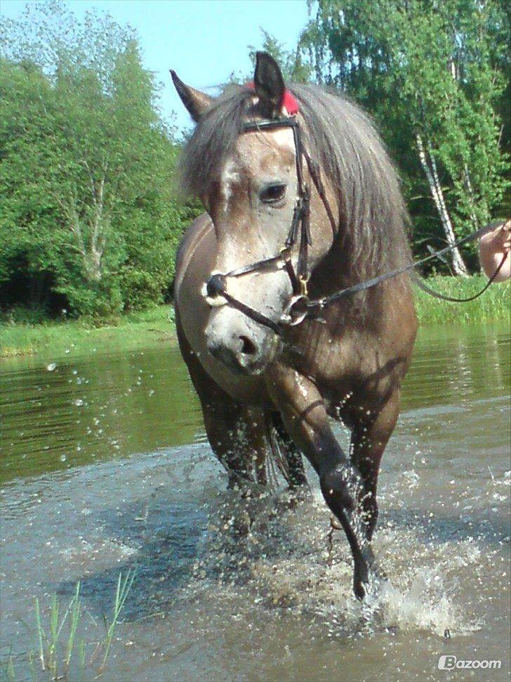 Anden særlig race Sahvanna billede 9