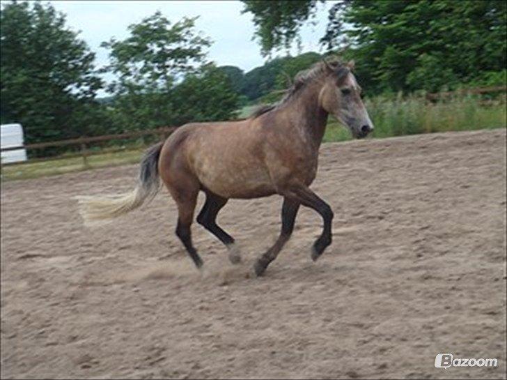 Anden særlig race Sahvanna billede 11