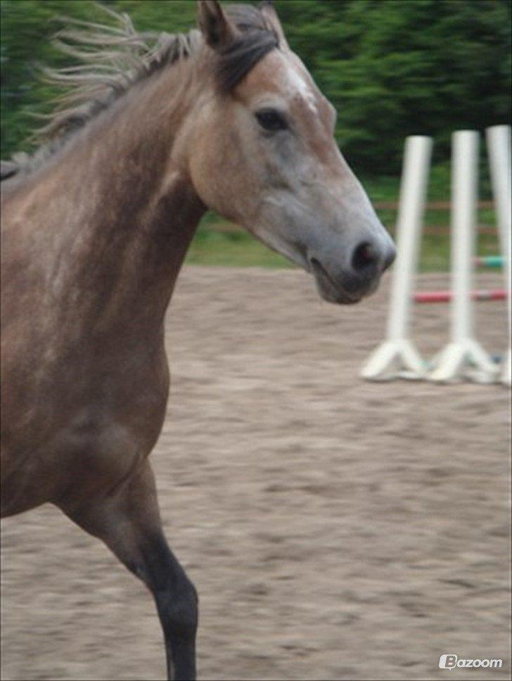 Anden særlig race Sahvanna billede 12