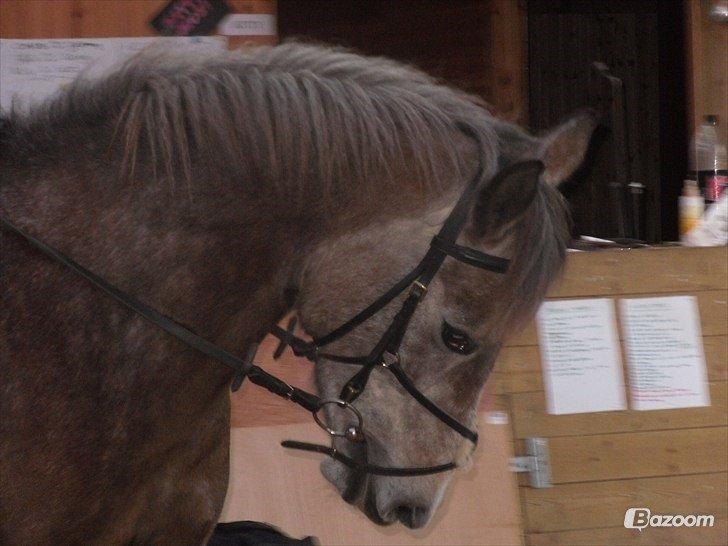 Anden særlig race Sahvanna billede 3