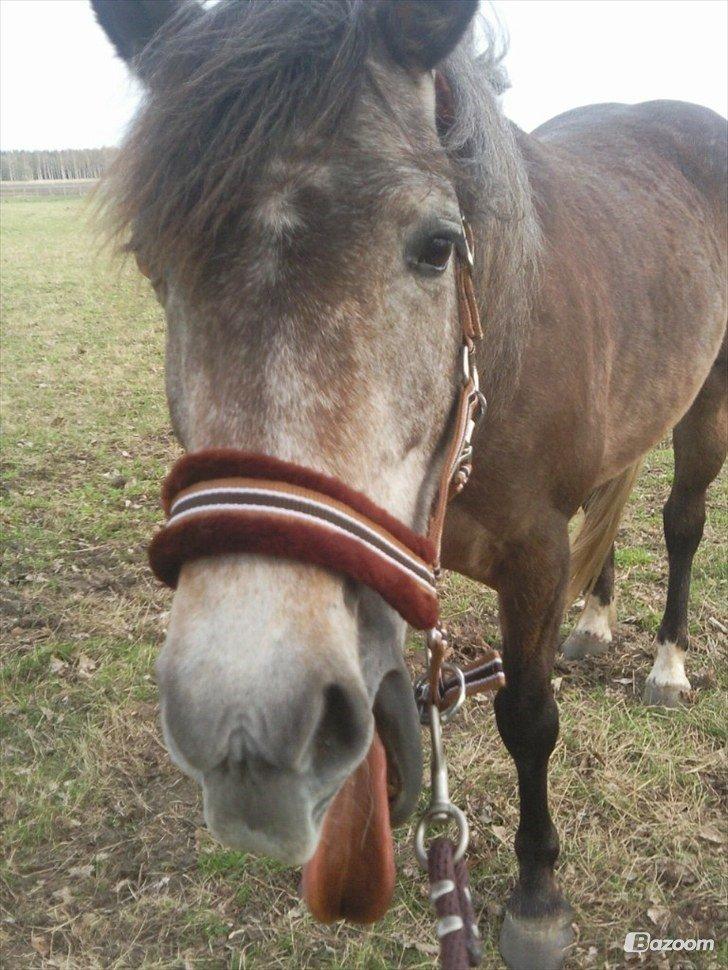 Anden særlig race Sahvanna billede 10