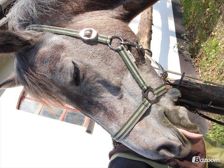 Anden særlig race Sahvanna billede 15