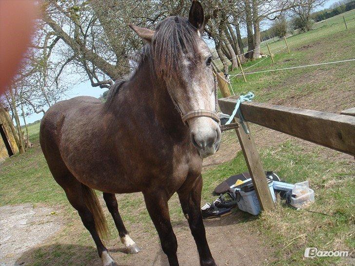 Anden særlig race Sahvanna billede 14