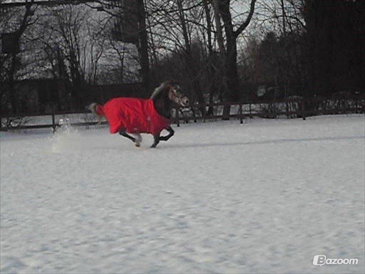 Anden særlig race Sahvanna billede 7