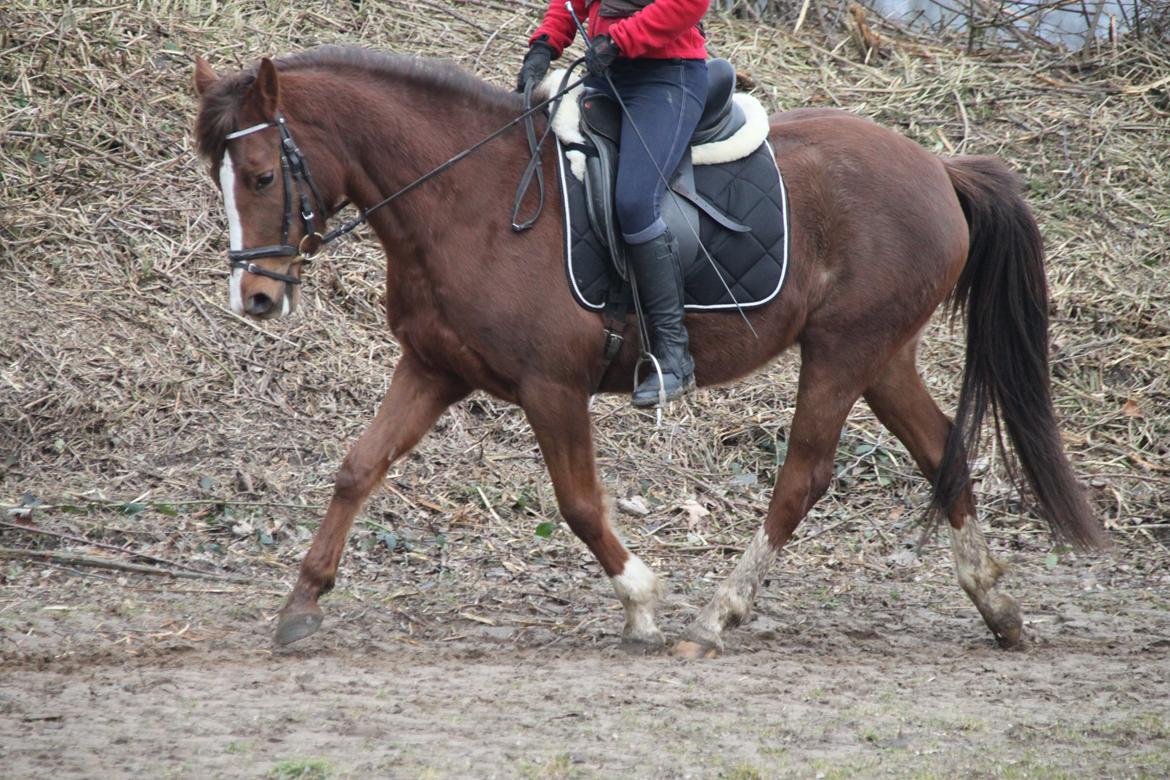 DSP Savannah Amour<3  - Min lille dygtige pony! <3 billede 10