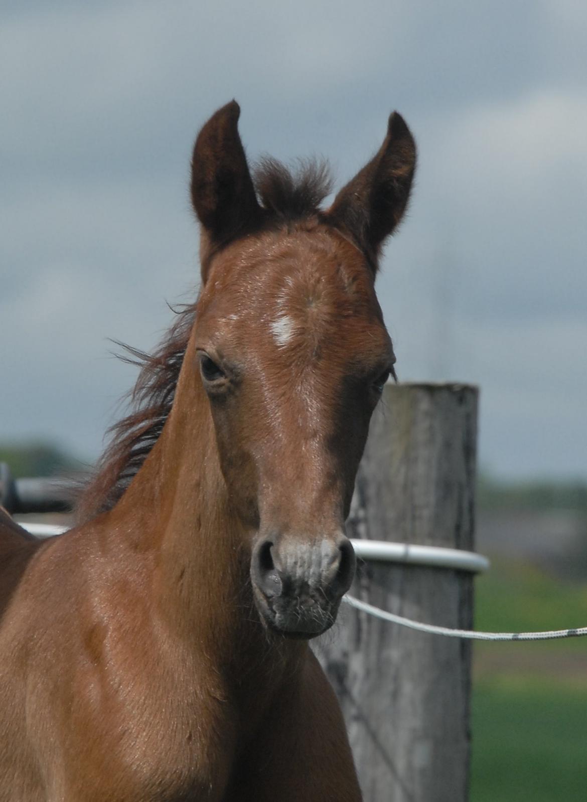 DSP DD Lucky Rapunzel billede 3