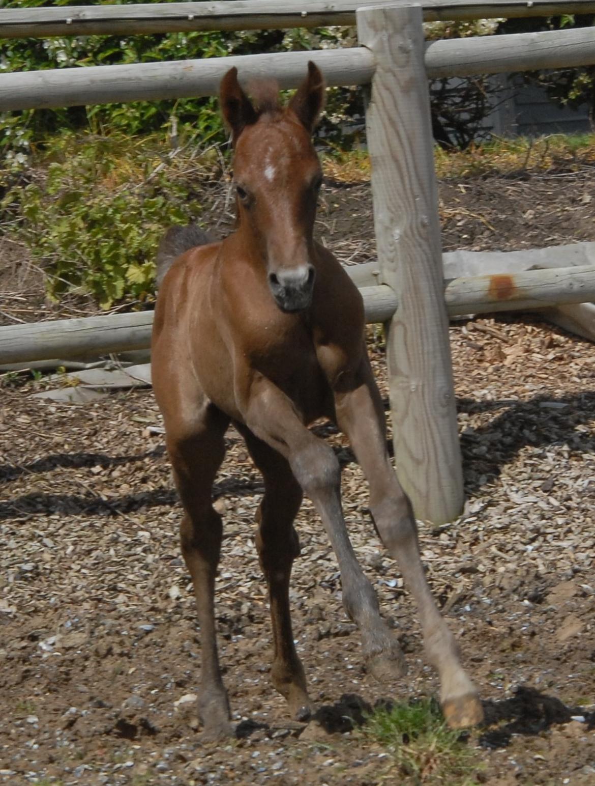 DSP DD Lucky Rapunzel billede 12