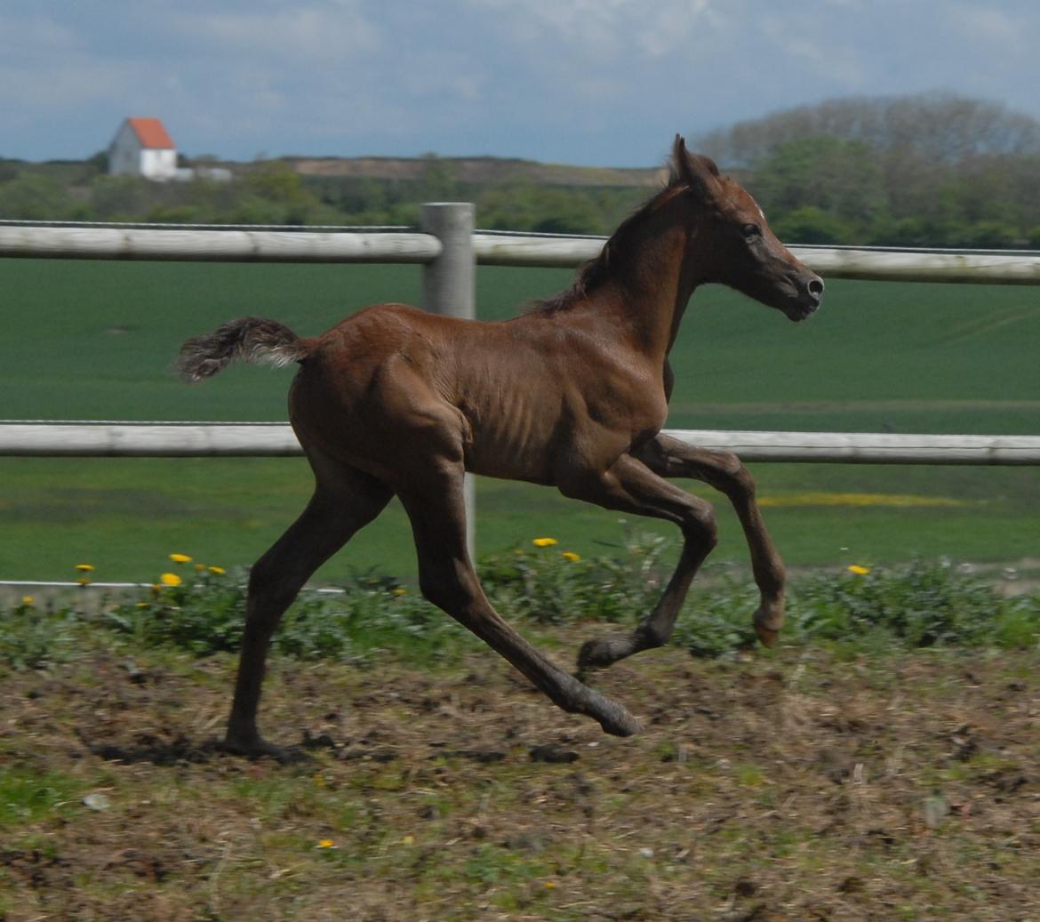 DSP DD Lucky Rapunzel billede 13