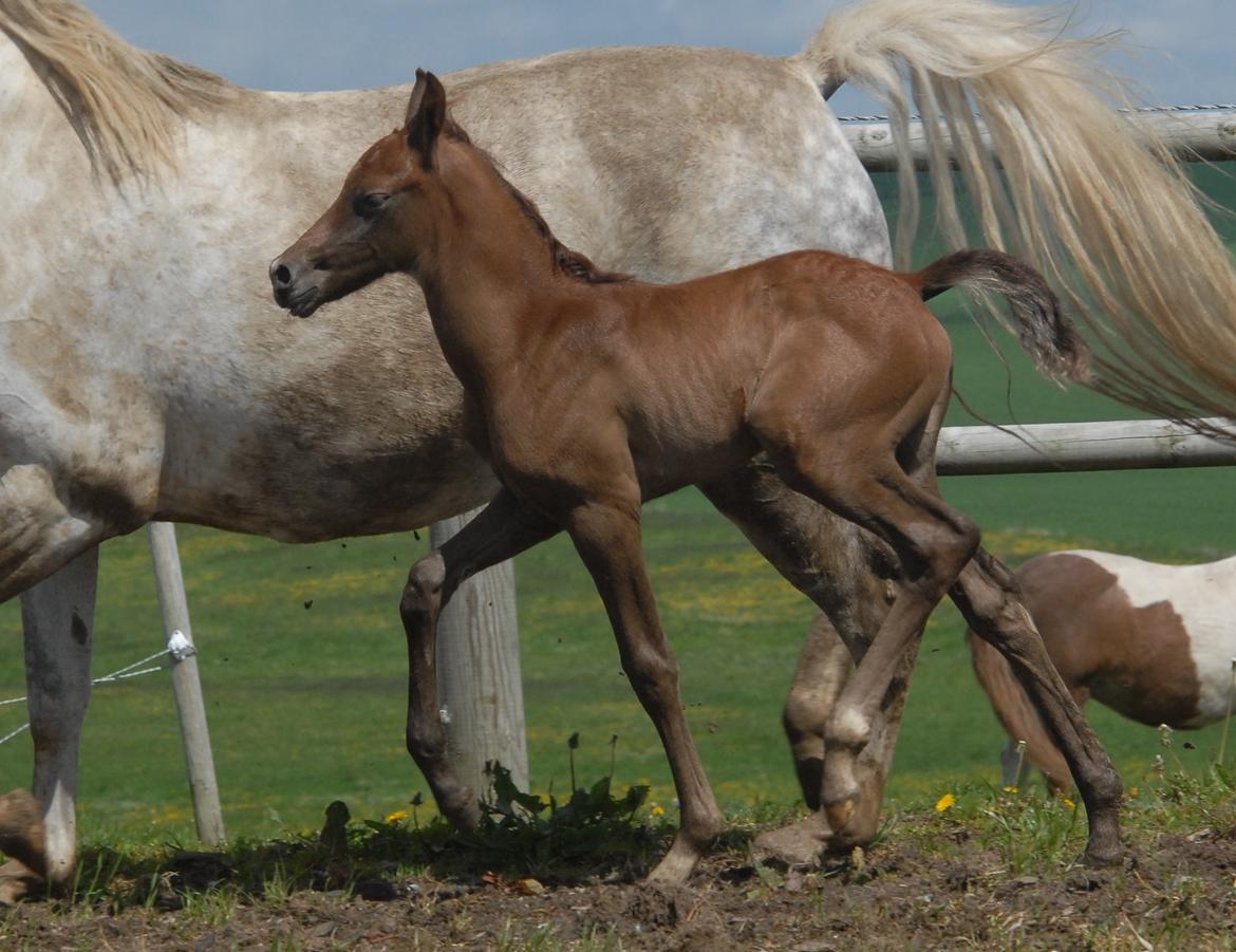 DSP DD Lucky Rapunzel billede 14