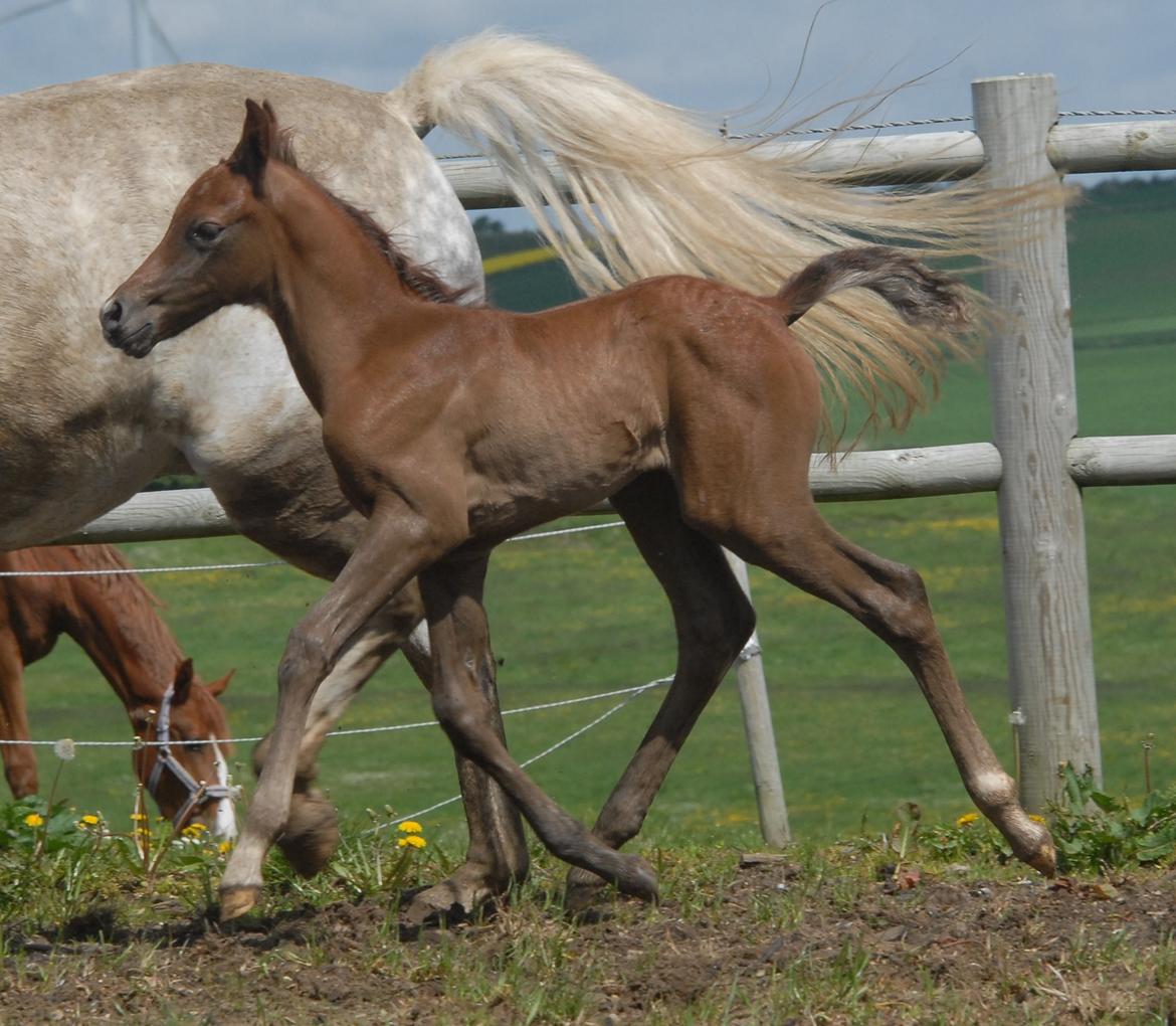 DSP DD Lucky Rapunzel billede 15