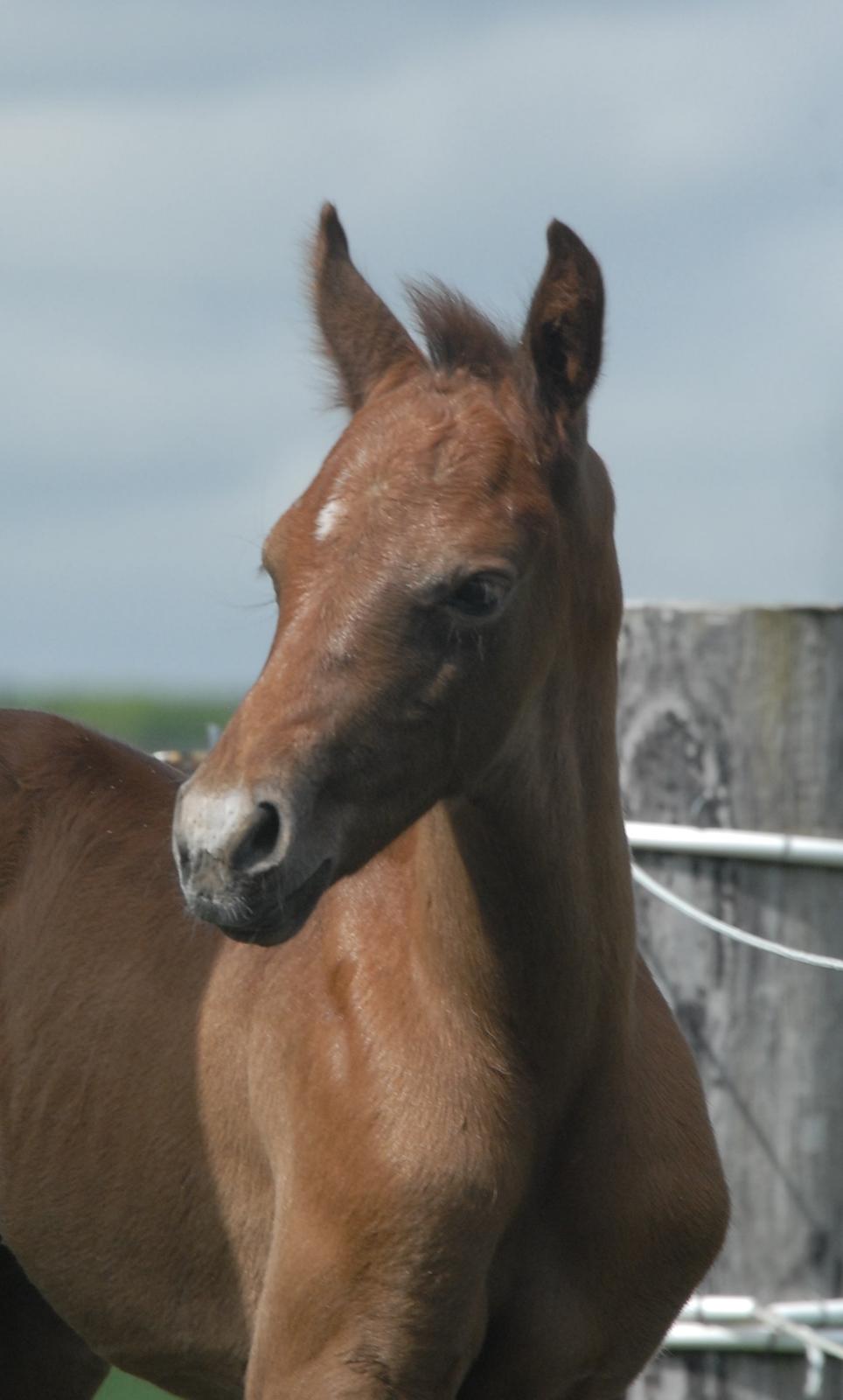 DSP DD Lucky Rapunzel billede 16