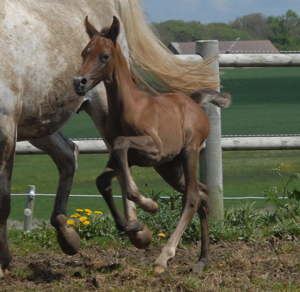 DSP DD Lucky Rapunzel billede 11