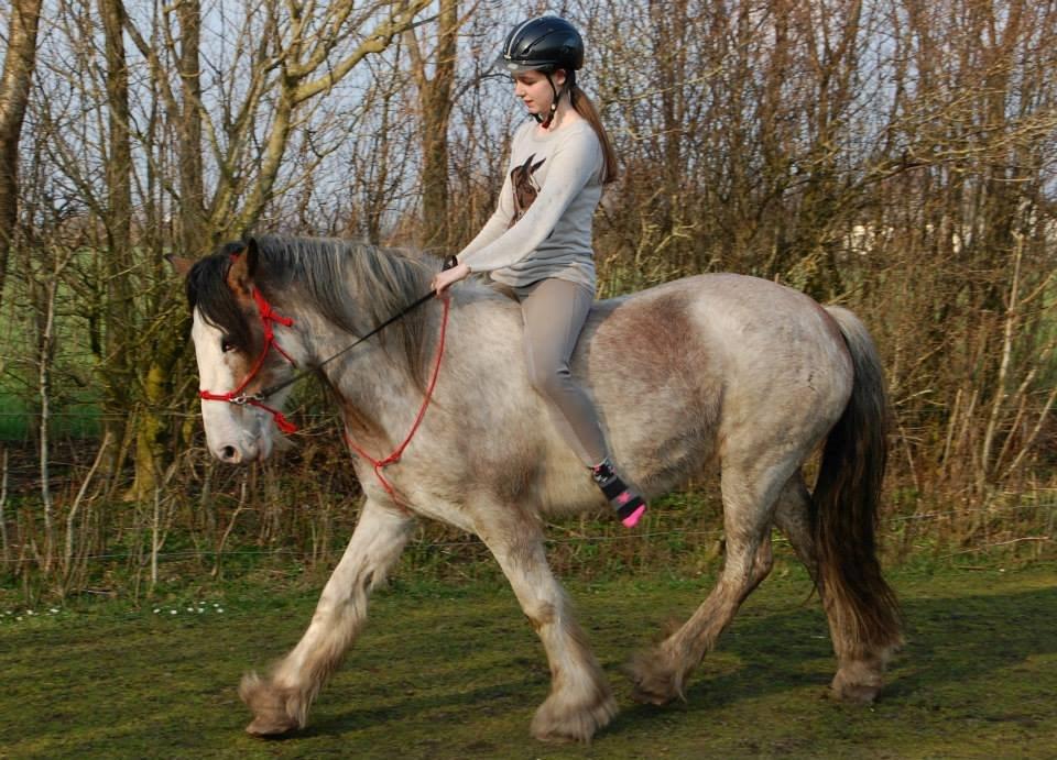 Irish Cob - Diamond [For evigt elsket] billede 9