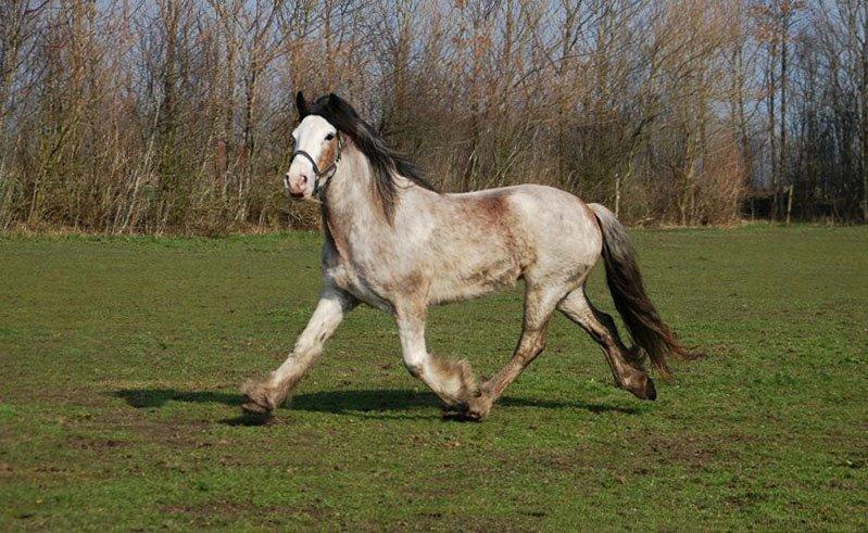 Irish Cob - Diamond [For evigt elsket] billede 18