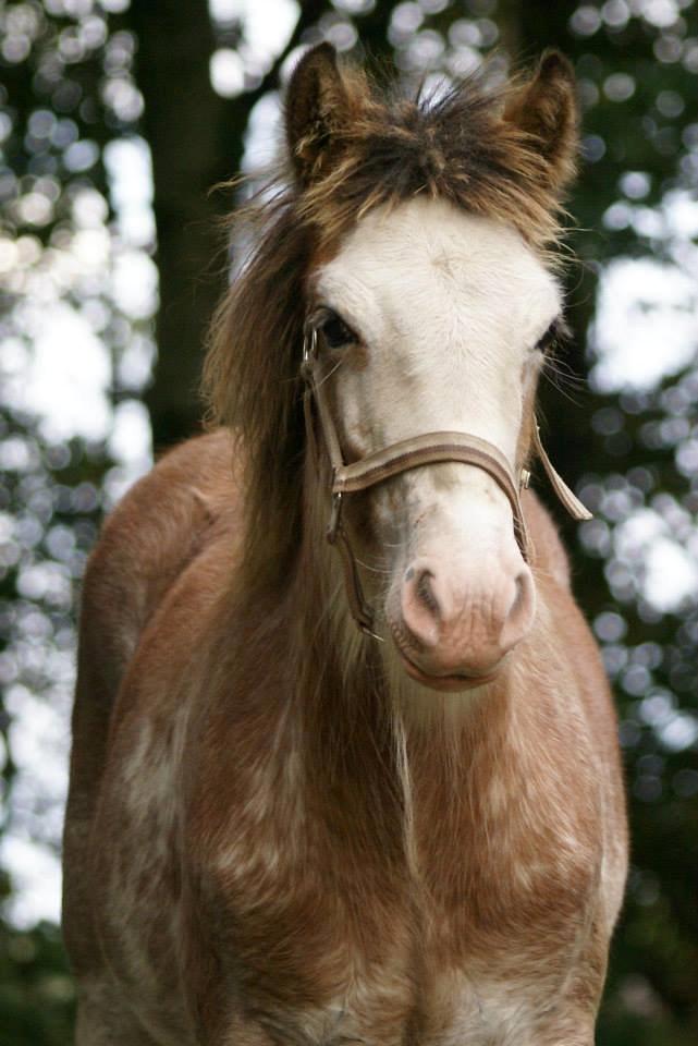 Irish Cob - Diamond [For evigt elsket] - Babyyy <3 billede 20