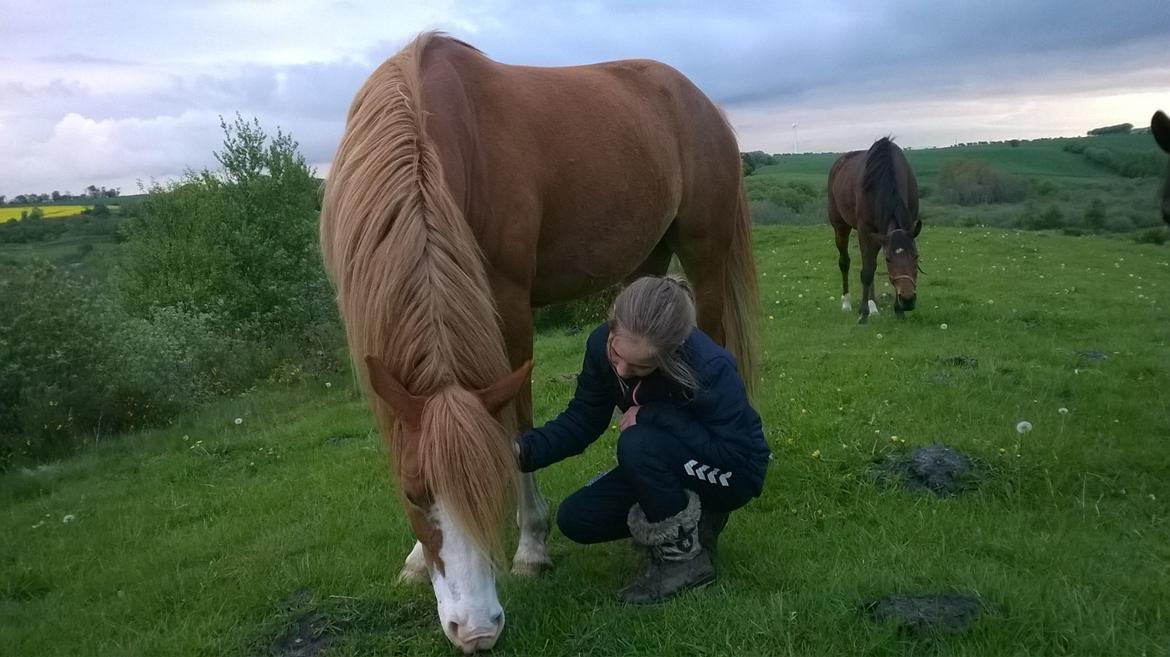 Welsh Partbred (Sec F) Xenobia billede 7