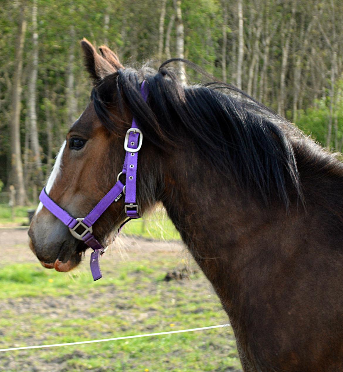 Irish Cob Zooey  billede 1