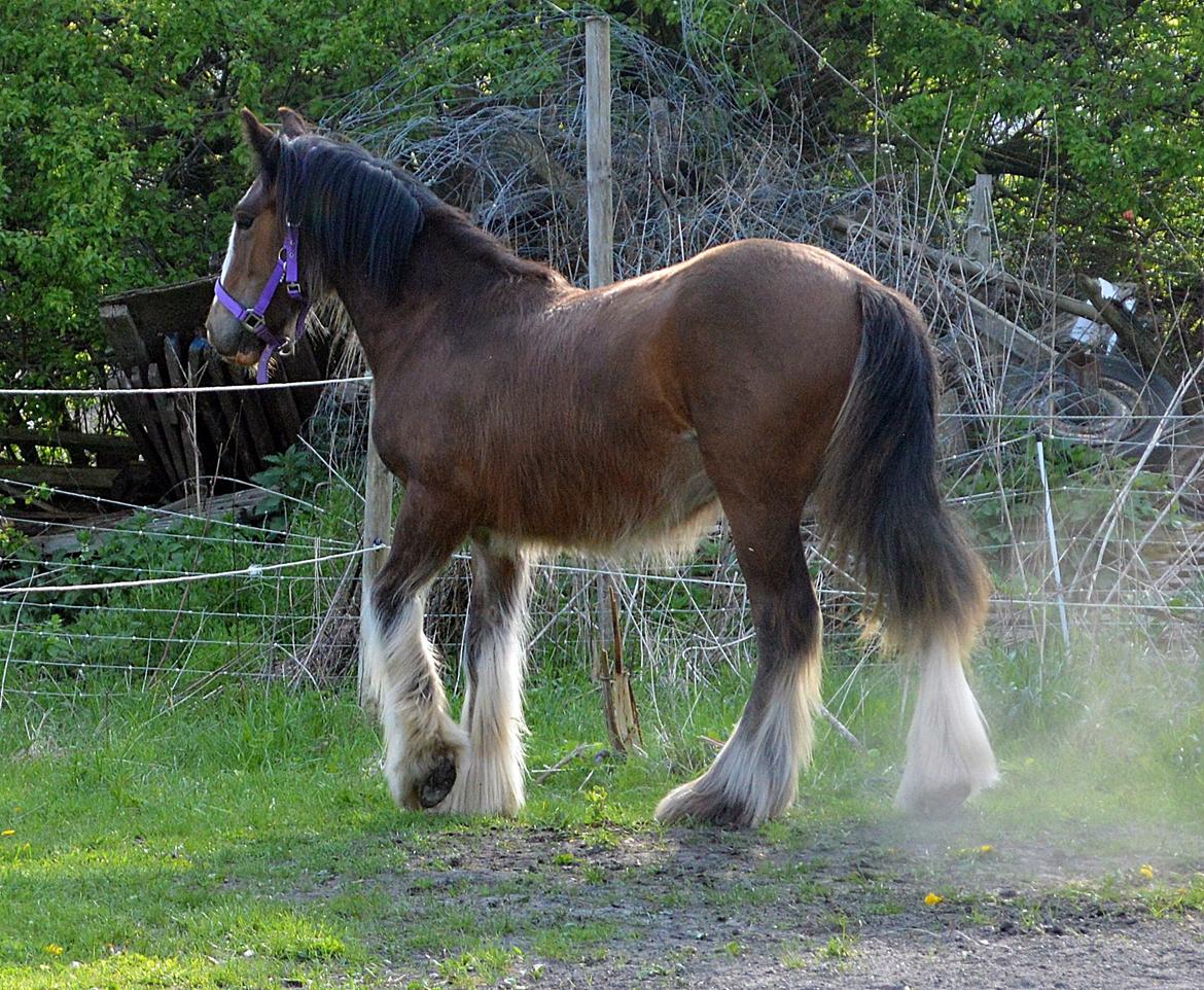 Irish Cob Zooey  billede 3