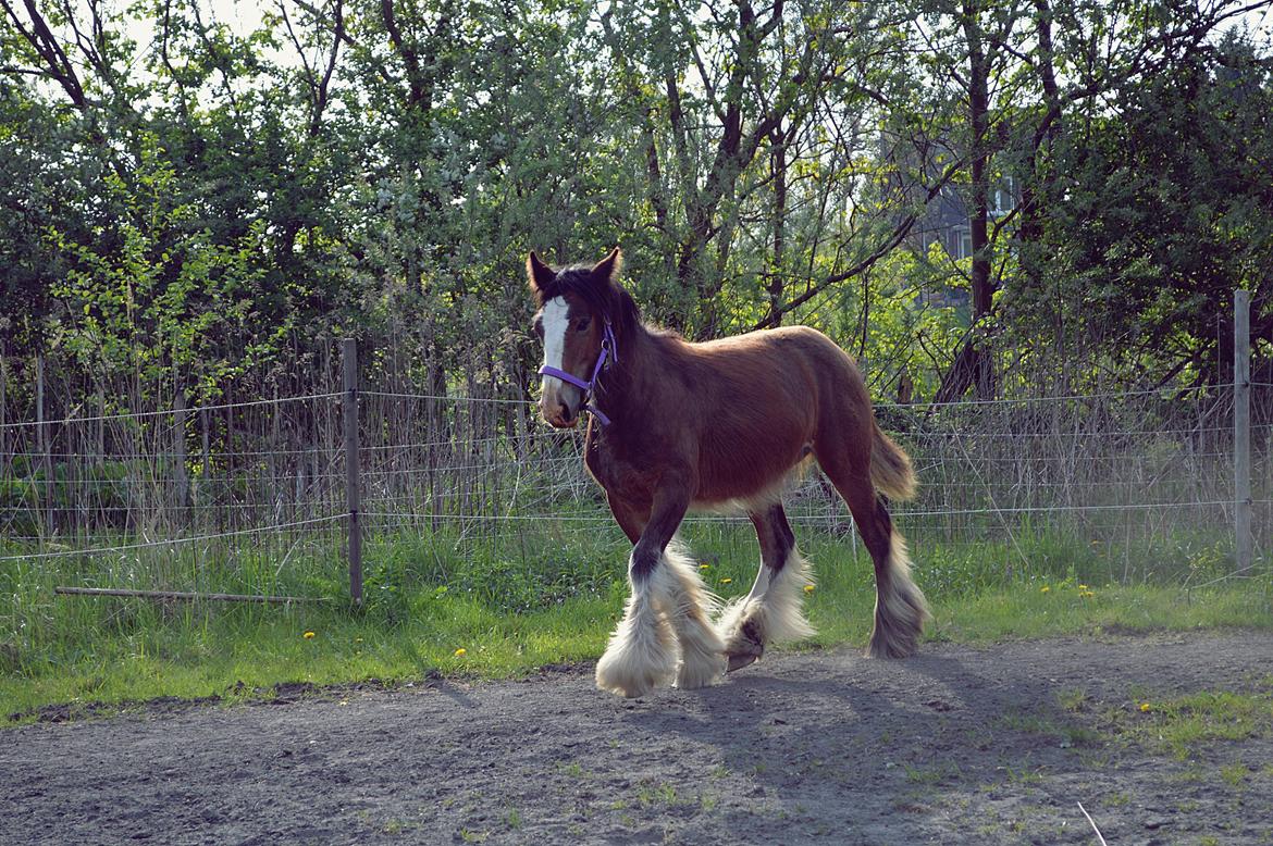 Irish Cob Zooey  billede 12
