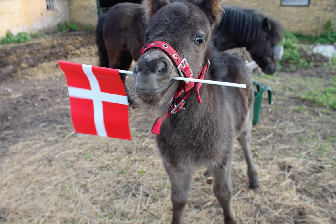 Anden særlig race Sia billede 15