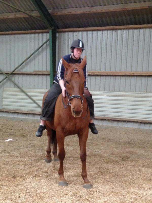 Fuldblod (XX) Lady Dybvad billede 2