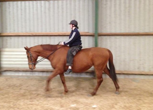 Fuldblod (XX) Lady Dybvad billede 3