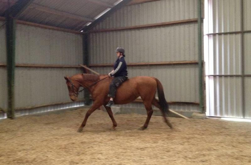 Fuldblod (XX) Lady Dybvad billede 6