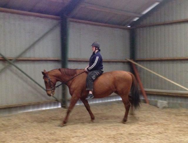 Fuldblod (XX) Lady Dybvad billede 7