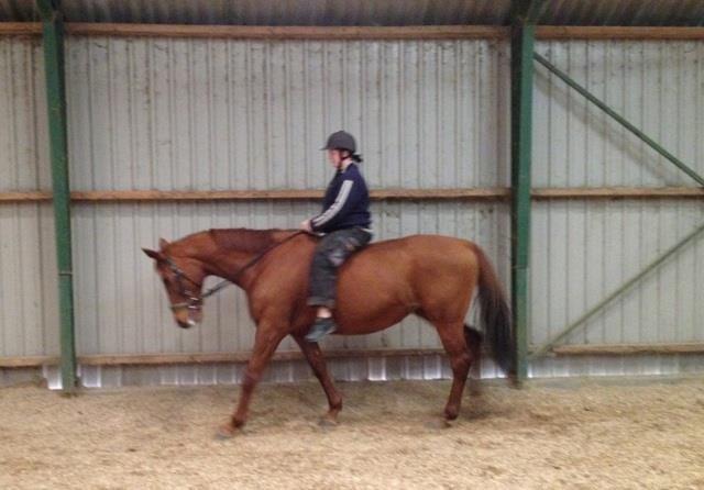 Fuldblod (XX) Lady Dybvad billede 1