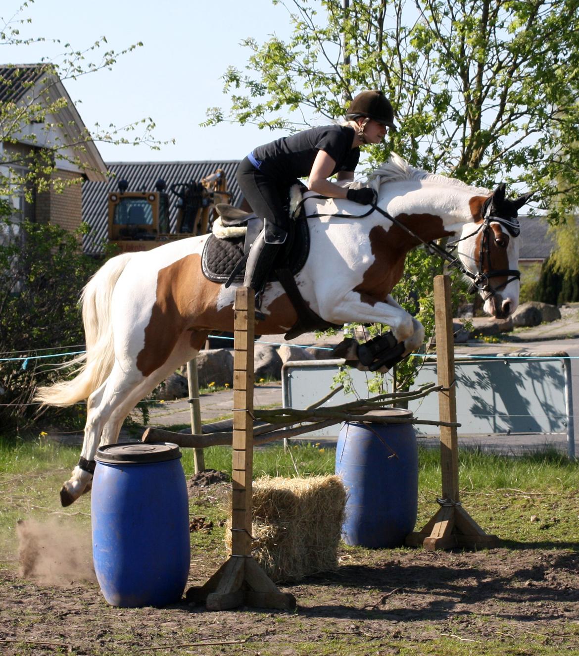 Pinto WHAT A SPOT - Solgt - D. 26/4-2014 Træning hjemme på banen billede 10