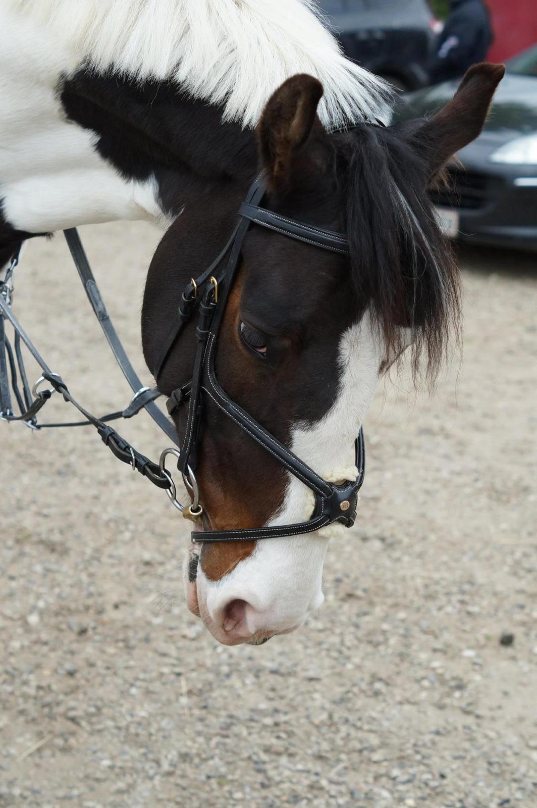 Anden særlig race Skonhøjs Special billede 19