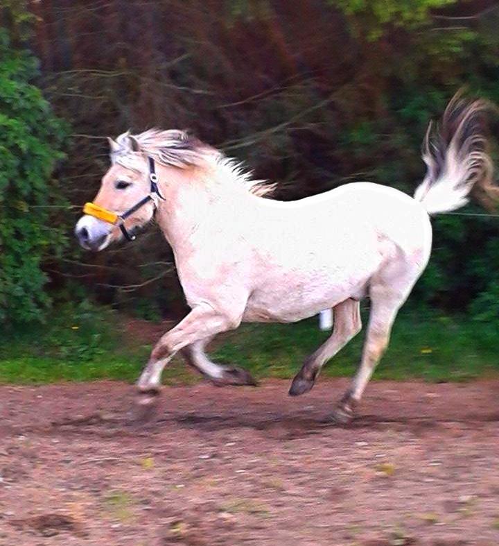 Fjordhest Luckas - Galop på banen <3 billede 7