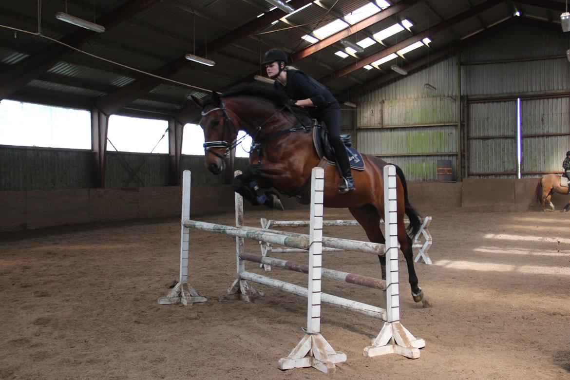 Dansk Varmblod Krogagers Cilla billede 9